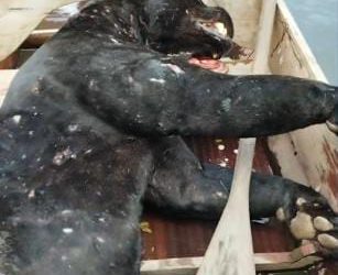 Pescador sobrevive a ataque de onça na zona rural de Porto de Moz, no Pará