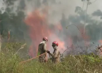 Brigadistas lutam contra o fogo na floresta amazônica. — Foto: Reprodução / TV Globo