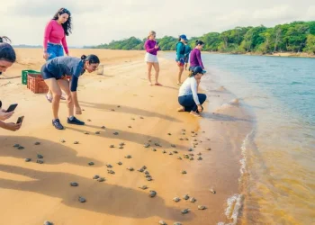 Filhotes de tartarugas-da-amazônia são soltos em refúgio no Pará — Foto: El Elyon - Xingu Adventure
