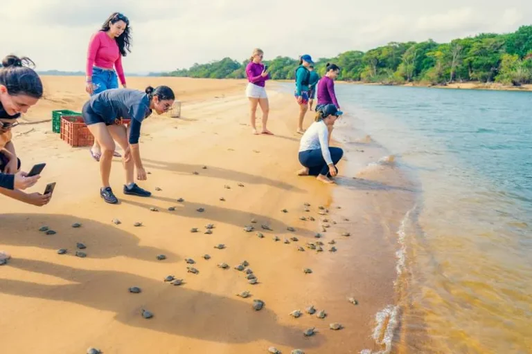 Filhotes de tartarugas-da-amazônia são soltos em refúgio no Pará — Foto: El Elyon - Xingu Adventure