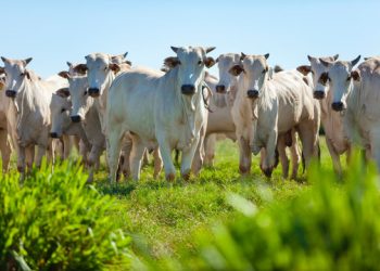 MPF move mais 37 ações para punir responsáveis por venda ilegal de gado em Terra Indígena no PA