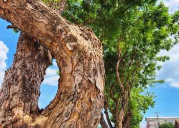 Foto: Wilson Soares / A Voz do Xingu