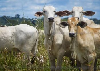 Na COP 28, Pará lança plano para rastrear rebanho do Estado até 2026