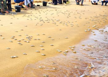 Foto: Wilson Soares / A Voz do Xingu