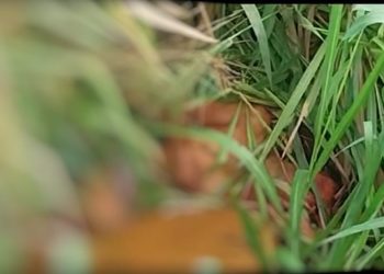 Homem é encontrado sem vida em bairro periférico de Altamira, no Pará