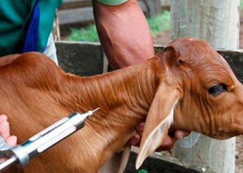 Adepará alerta para término da segunda etapa da vacinação contra Brucelose