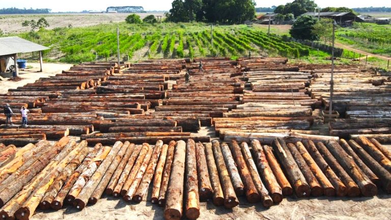A serraria não apresentou documentos que comprovassem a legalidade da origem da madeira — Foto: Ibama/ Divulgação
