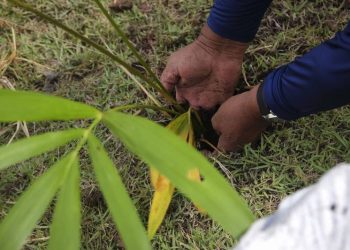 Foto: Divulgação/Agência Pará