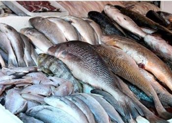 Saiba quais são os peixes que estão com a pesca proibida no Pará