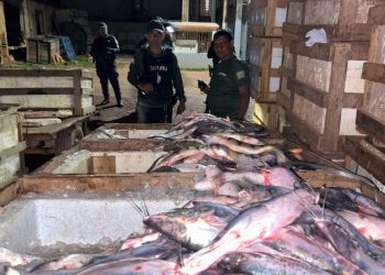 Semma apreende mais de duas toneladas de pescado protegido pelo seguro defeso em Monte Alegre