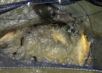 Foto: Divulgação/Agência Pará