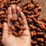 CEPLAC estende prazo para solicitação de sementes de cacau no Pará e preço histórico impulsiona agricultores