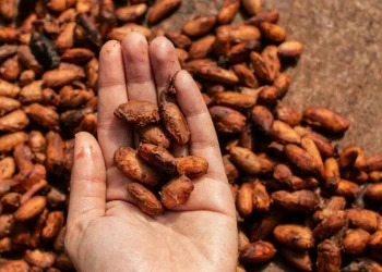 Pesquisa identifica propriedades benéficas à saúde no chocolate paraense e subprodutos do cacau