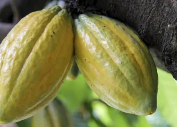 O Pará será representado pelos produtores Robson Brogni e Míriam Federicci Vieira, de Medicilândia, no sudoeste do Estado. | Foto: divulgação