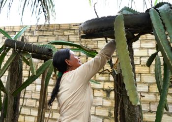 Megaoperação de combate à dengue é realizada em Altamira