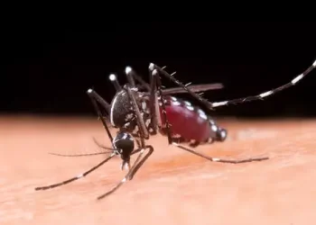 Brasil registra mais de 1 milhão de casos de dengue em 2024