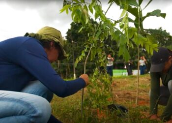 Plantio de Mudas / Foto: Divulgação Norte Energia