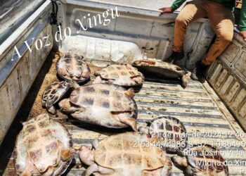 Fiscais da Sema de Vitória do Xingu resgatam 10 tartarugas em operação contra comércio ilegal da espécie