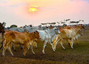 Foto: Divulgação / Agência Pará
