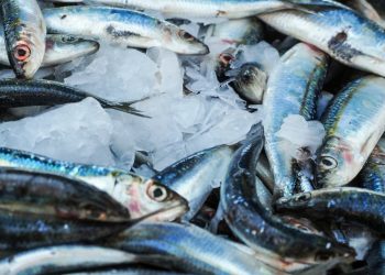 Governo do Pará restringe saída de peixes para garantir abastecimento na Semana Santa