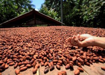 Foto: Divulgação / Agência Pará