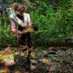 Produção de castanha-do-pará gera renda e fortalece bioeconomia em áreas protegidas