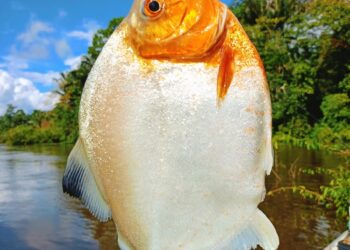 Foto: Wilson Soares / A Voz do Xingu