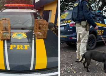 O condutor do caminhão justificou a situação alegando falta de espaço na cabine