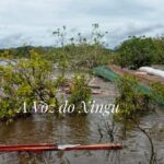 Em primeira mão: Balsa carregada com castanha-do-pará afunda no Rio Xingu, em Altamira, no Pará