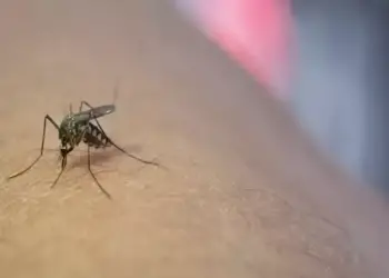 As mulheres são as mais afetadas pela doença, representando 55% das ocorrências (Divulgação)