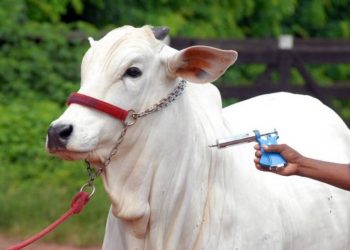 Foto: Marco Nascimento/Agência Pará