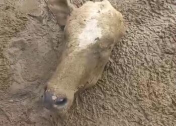 Produtor rural de Medicilândia denuncia roubo de gado e oferece recompensa por informações