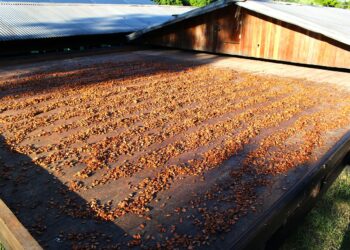 Sabores do Xingu e Transamazônica projetam turismo do Pará no mercado internacional