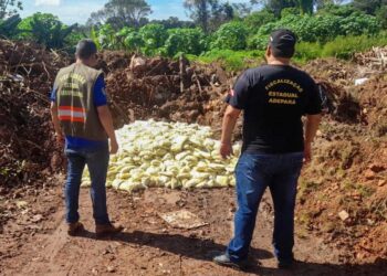 A carga foi destruída no aterro sanitário de Quatro Bocas