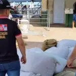 Mais de 120 sacas de amêndoas de cacau vindas do Amazonas foram apreendidas no Pará