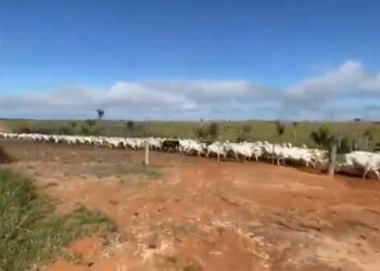 Justiça impede ICMBio de retirar ‘bois piratas’ de floresta protegida na Amazônia