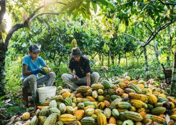 Os selos serão concedidos pelo órgão ambiental federal competente, a partir de solicitação do cacauicultor