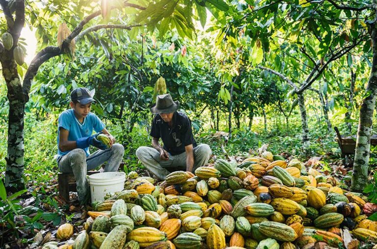 Os selos serão concedidos pelo órgão ambiental federal competente, a partir de solicitação do cacauicultor