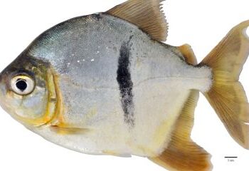 Nova espécie de peixe da Amazônia ganha nome de vilão de “O Senhor dos Anéis”