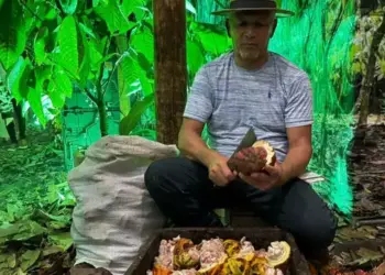 Produção da cacauicultura paraense é destaque na 38ª Edição do Chocolat Festival, até o domingo (21), em Ilhéus, no sul da Bahia (Emilly Melo / O Liberal)