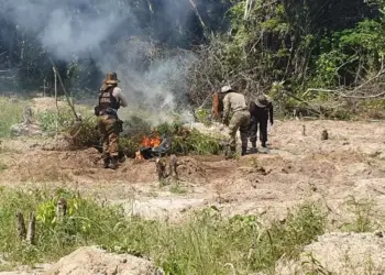 Polícia Federal incendeia quase 100 mil pés de maconha localizados em terra indígena no Pará (Foto: Comunicação Social/Polícia Federal no Pará)