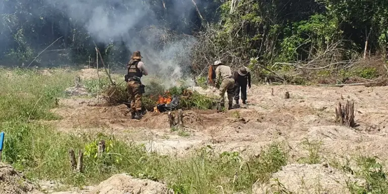 Polícia Federal incendeia quase 100 mil pés de maconha localizados em terra indígena no Pará (Foto: Comunicação Social/Polícia Federal no Pará)