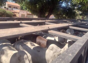 Foto: Divulgação/Agência Pará