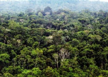 Foto: Divulgação/Agência Pará