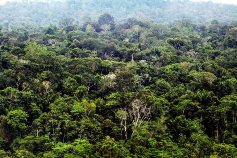 Foto: Divulgação/Agência Pará