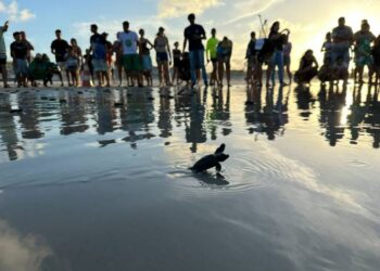 Ideflor-Bio garante preservação de quelônios no Pará