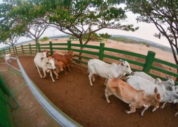 Adepará aperfeiçoa o controle sobre a qualidade da pecuária