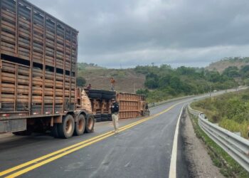 Anapu: Carreta carregada de bois tomba na Rodovia Transamazônica