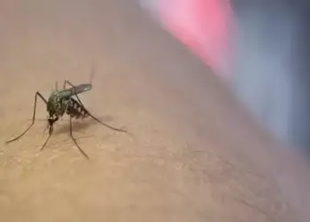 Até o final de julho deste ano, o total de casos de dengue atingiu 13.928. (Divulgação)