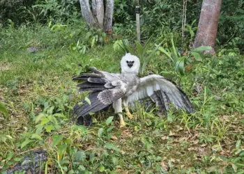 Considerada a águia mais forte do mundo, a Harpia harpyja possui um bico potente, garras maiores que as do urso pardo americano e pernas tão grossas quanto o punho de um homem adulto. (Divulgação/ Norte Energia)